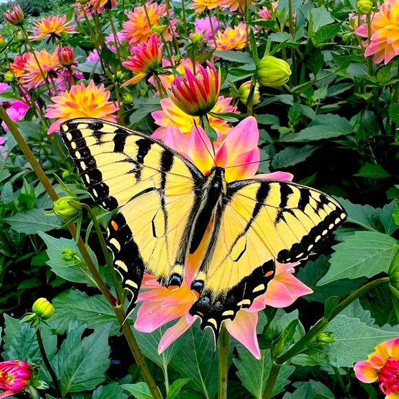 Meet your Posher, Chantelle - Picture 1 of 1